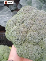 Капуста брокколи Цезарь 5гр