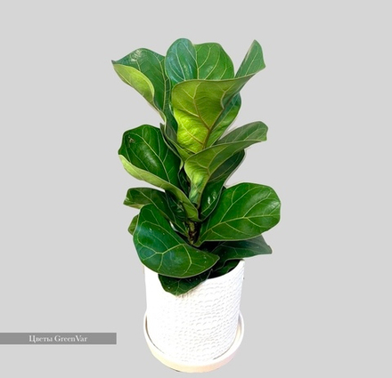 Фикус Бамбино в кашпо