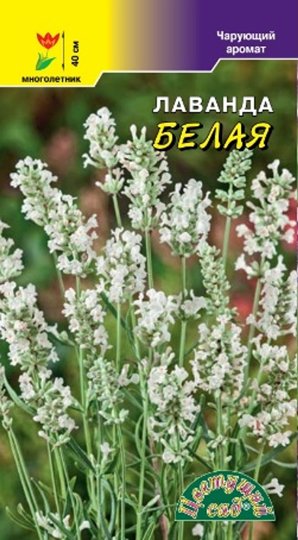 Лаванда Белая 5шт