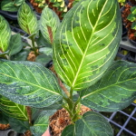 Аглаонема BLACK LIPSTICK