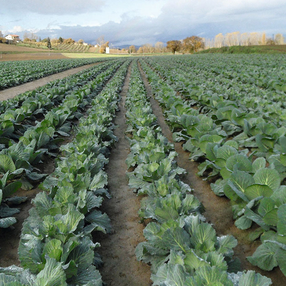 Леннокс F1 семена капусты белокочанной (Bejo / ALEXAGRO) культура – фото 7