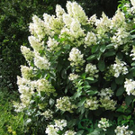 Гортензия метельчатая Тардива С2 20-30