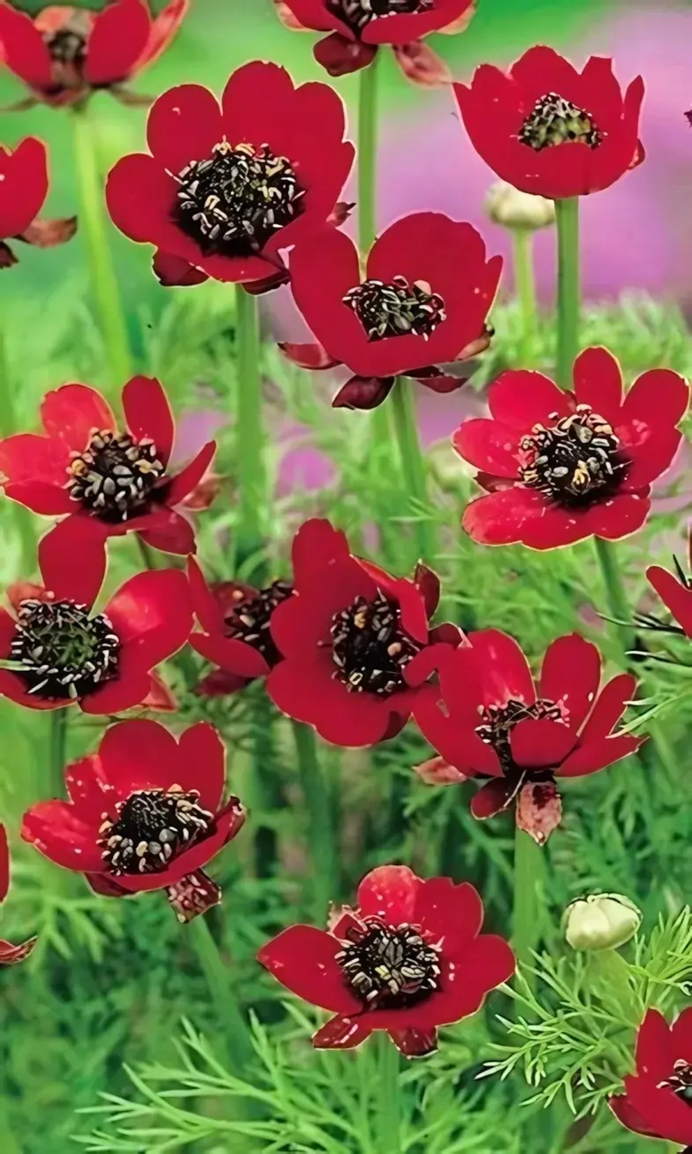 Семена Адонис Летний Красный 0,1гр (УД) Е/П