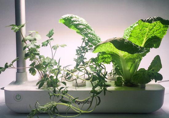 Настольная садовая ферма