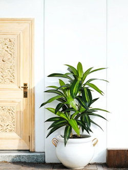 Искусственная драцена Рики 95см в стильном кашпо