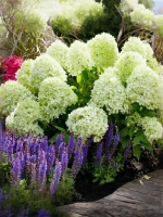 Гортензия метельчатая Литтл Спуки