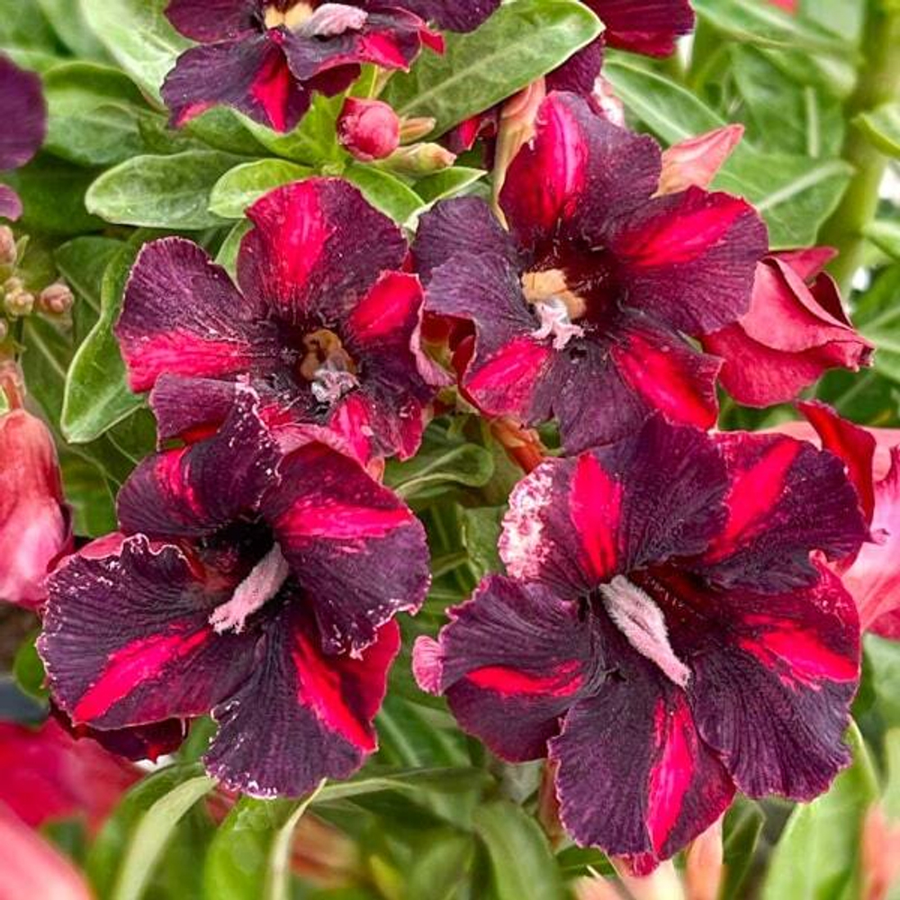 Адениум MAHA SEDTHEE