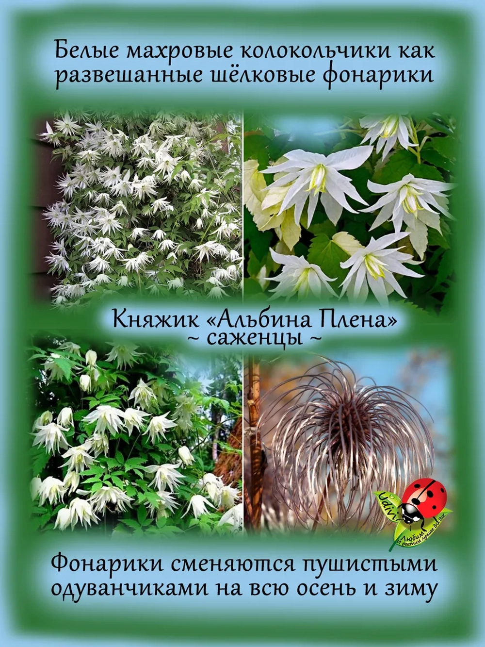 Княжик Альбина Плена клематис неукрывной