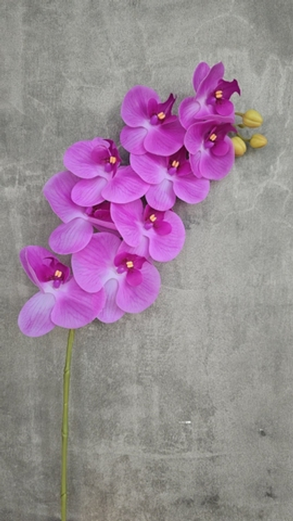 Орхидея "Перфект" 09