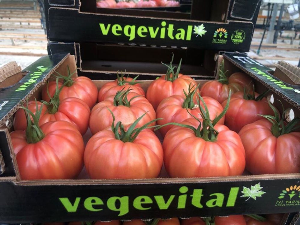 Пинк Кой F1 семена томата индетерминантного ( Yuksel Tohum / )