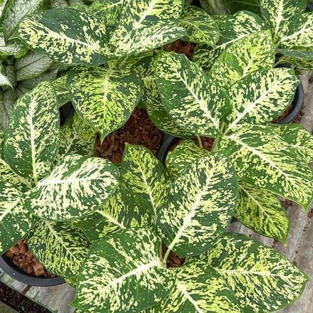 Диффенбахия KU BARAMEE