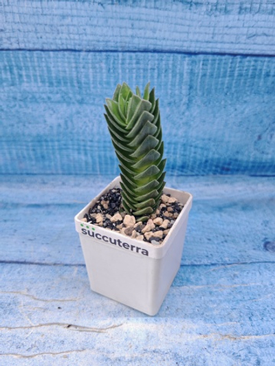 Crassula Buddha Temple (Крассула Храм Будды)