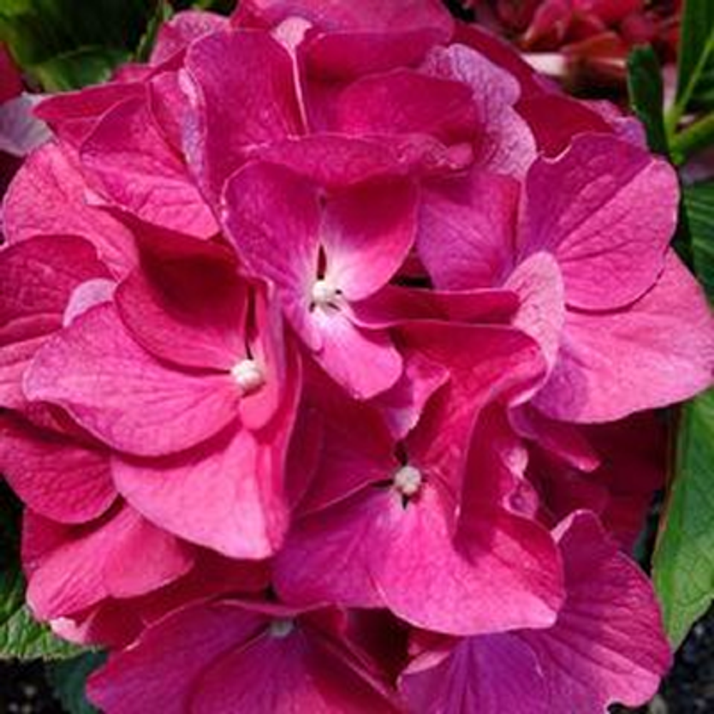 Баладия хот пинк «Baladia Hot Pink» р14 Европа весна 2026 г