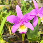 Орхидея CATTLEYA BROWNIAE HYBRID