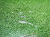 DSCN4248.jpg