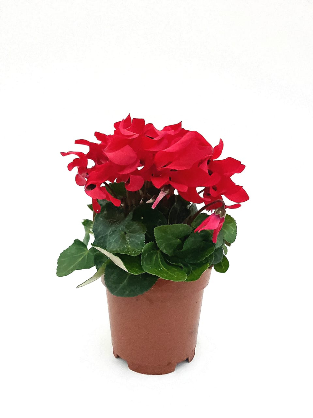 Цикламен d 10