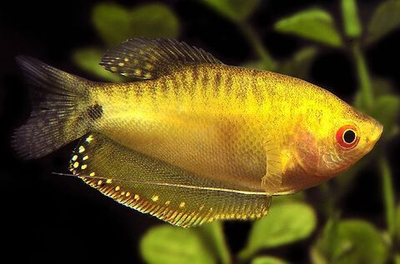 Гурами мраморный Золотой