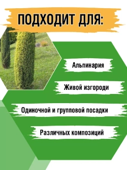 Саженец Можжевельник хвойный Голд Кон