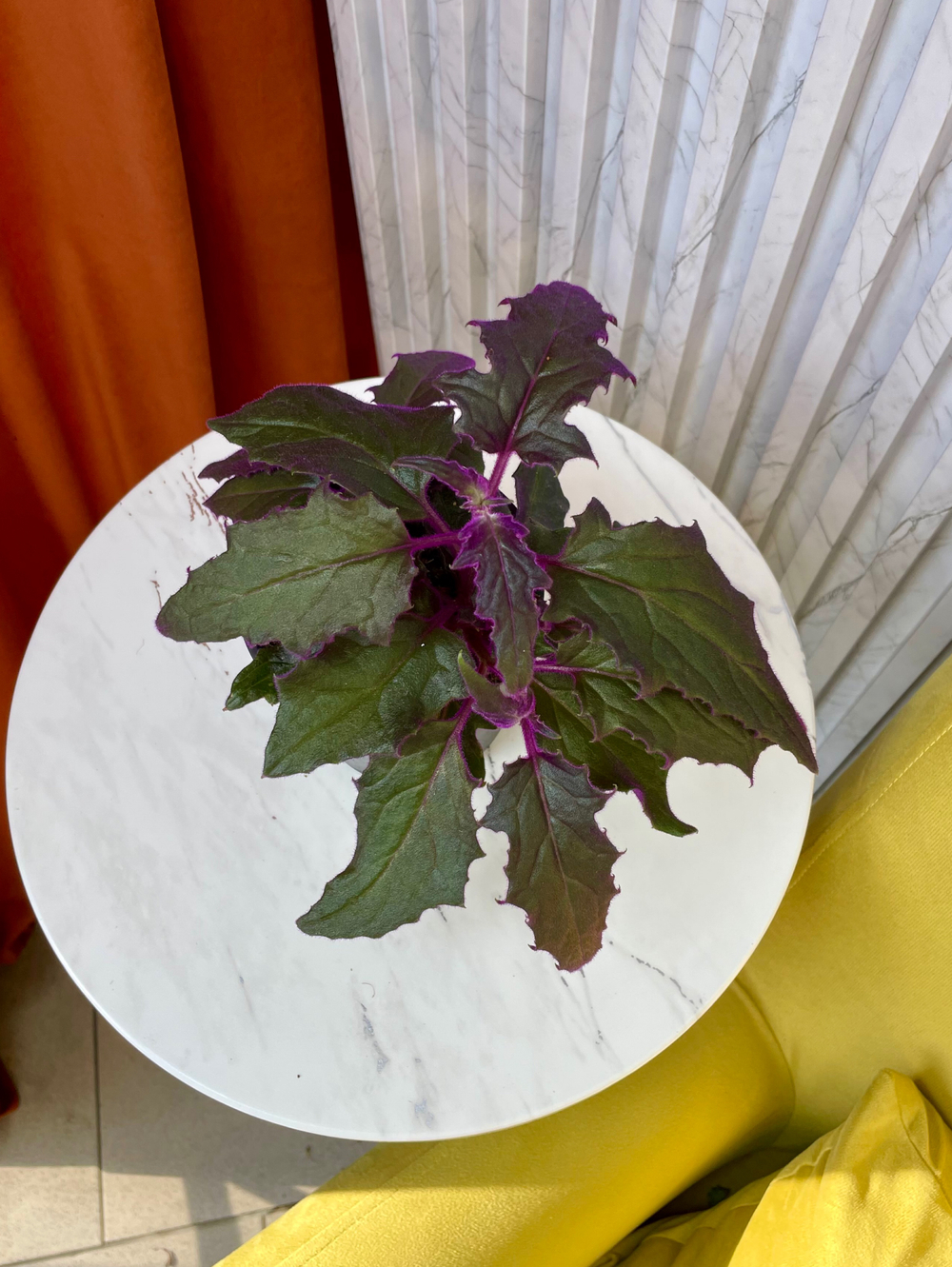 Гинура, D11см H20см, 1шт, Россия