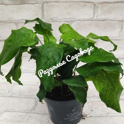 Калатея Нетворк ( Мозаика)