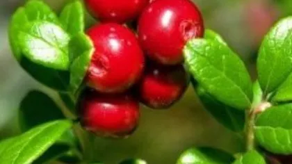 Листья брусники применяют при мочекаменной болезни