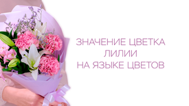 Значение цветка лилии на языке цветов