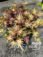 Колеус Перышки