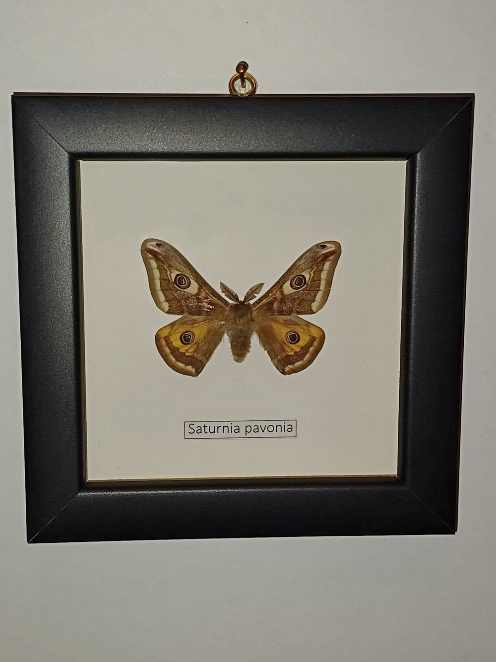 Сатурния Павония в рамке