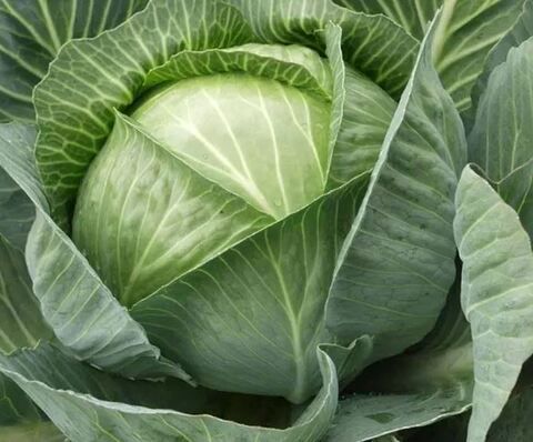 Капуста белокачанная Ринда
