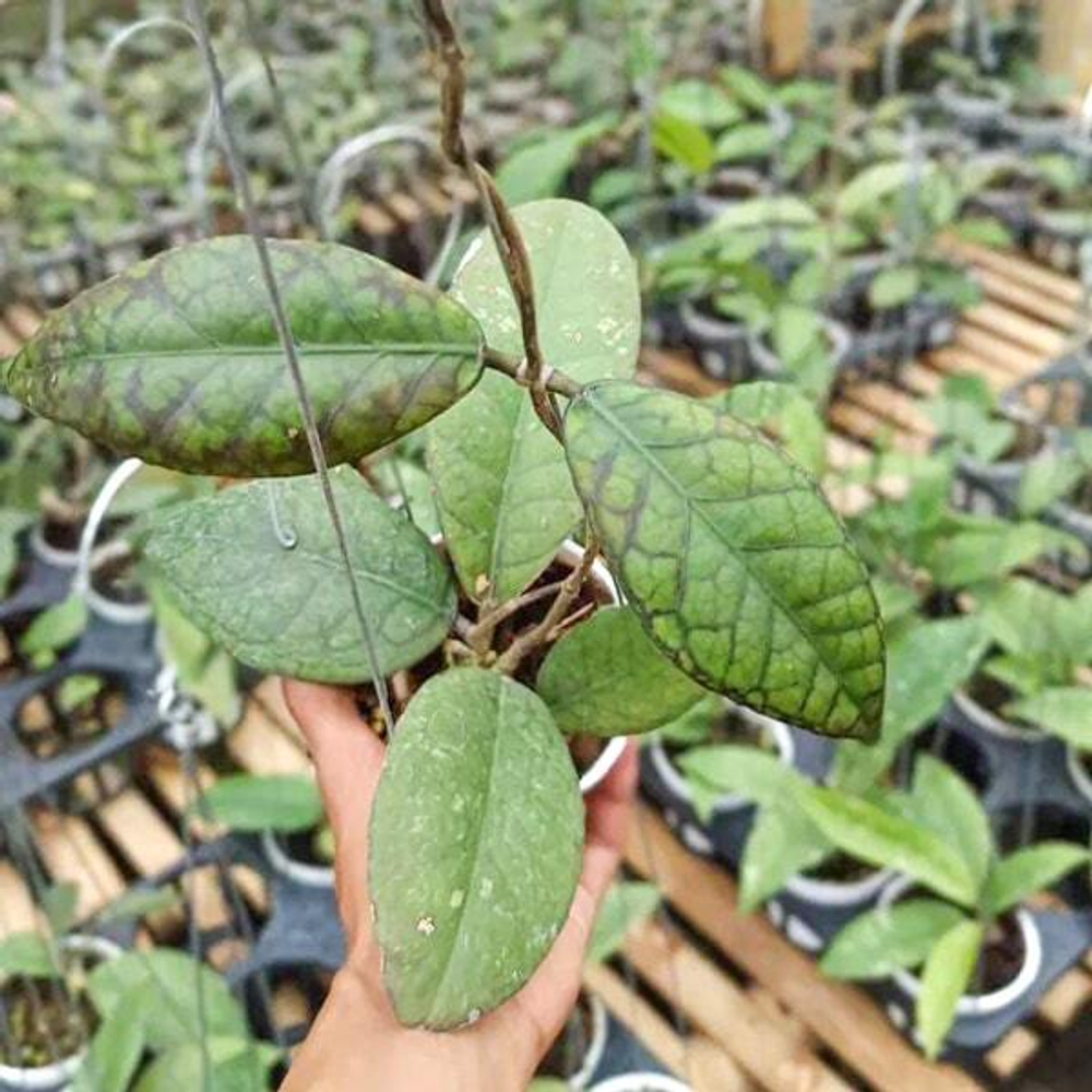 Хойя SP ACEH BLACK OCTOPUS