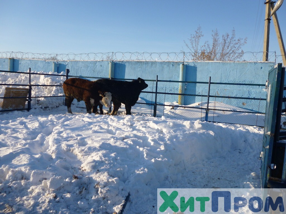 Комплекс убоя и переработки КРС до 20 голов/смена и МРС до 200 голов/смена. р. Татарстан