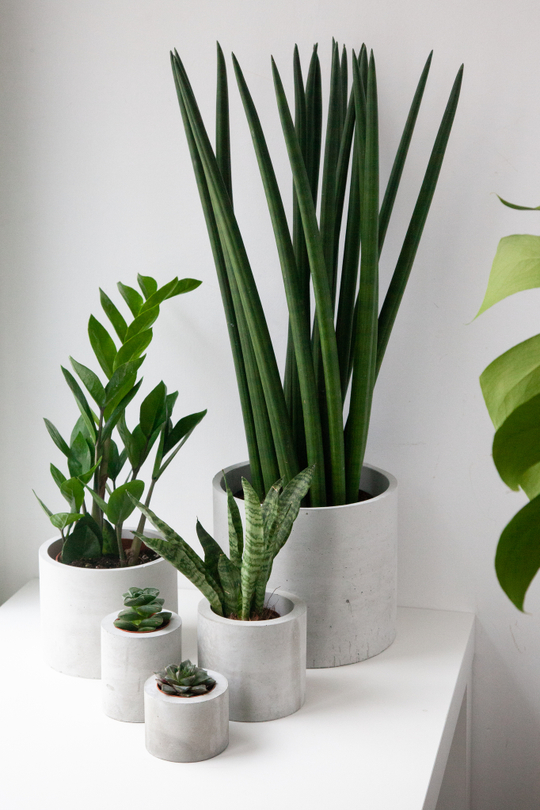 Озеленительный набор "Бетонные джунгли"