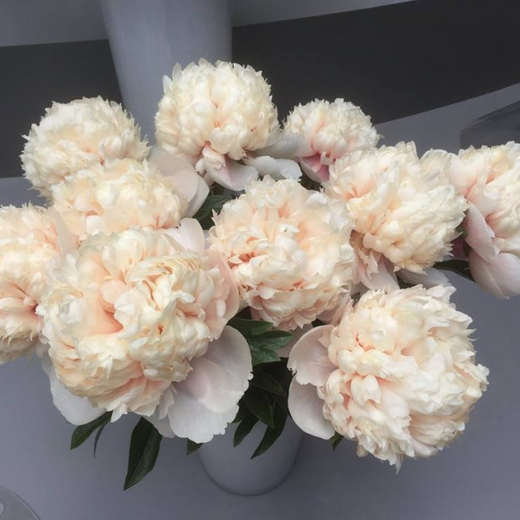 Пион Колонель Оуэн Казинс Закупка М81 октябрь 2026