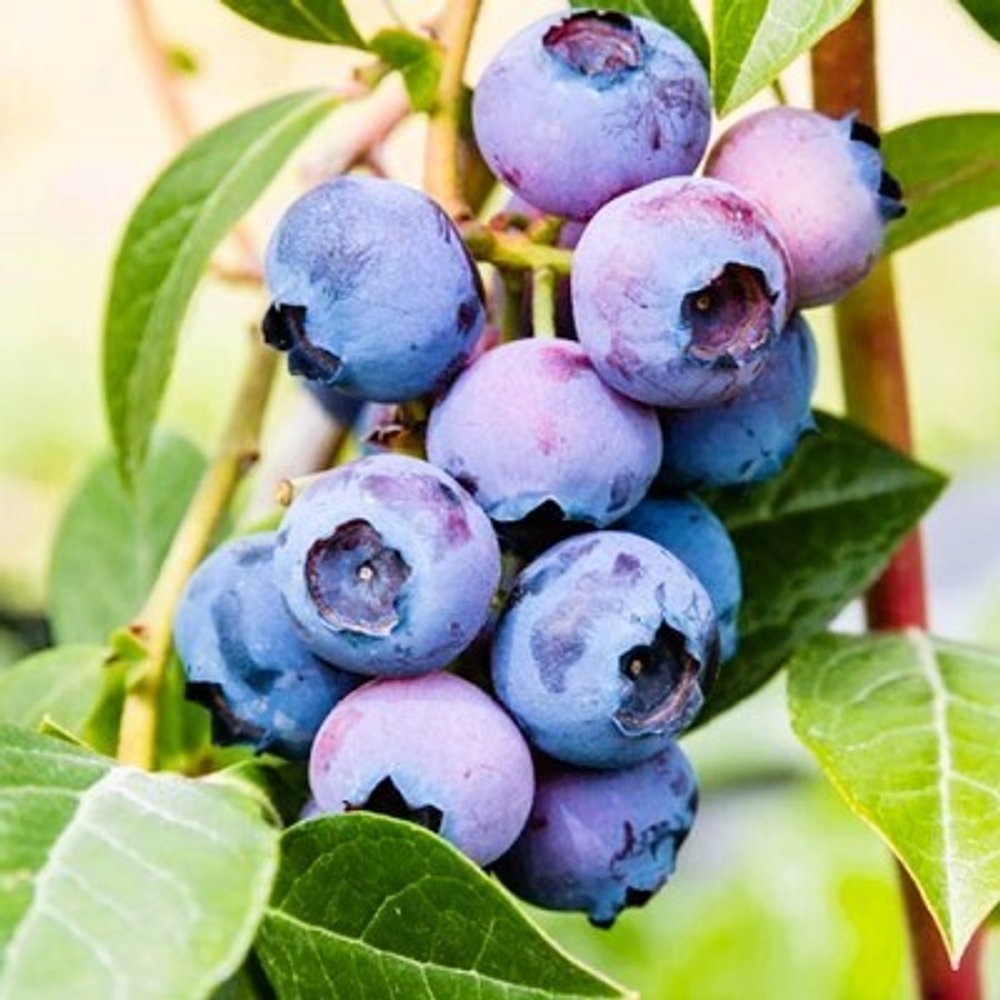 Голубика районированная Сиерра. Саженец 2 года контейнер 2-3л Высота 40-80см