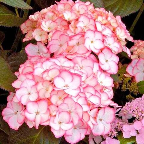 3х летняя Гортензия (горшок 10 литров) крупнолистовая САБРИНА (Hydrangea macrophylla «Sabrina») (ЗКС)