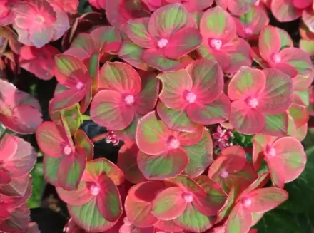 Rebelion Choco Love( Ребелион Чоко Лав) Р12 Европа 2026