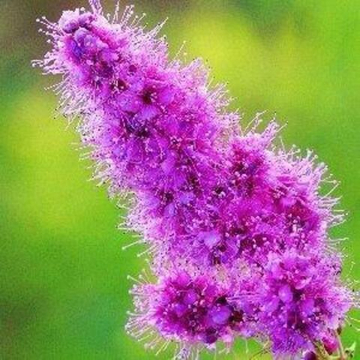 Спирея Билларда