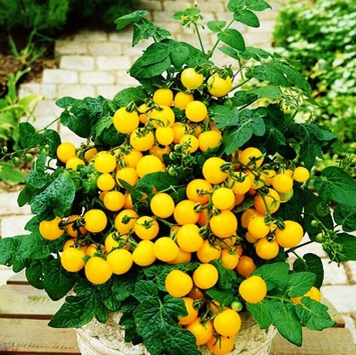 Горшечный желтый