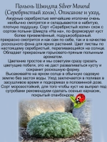 Полынь шмидта Себебристый холм Сильвер Маунд