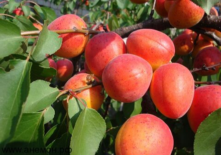Абрикос Краснощекий