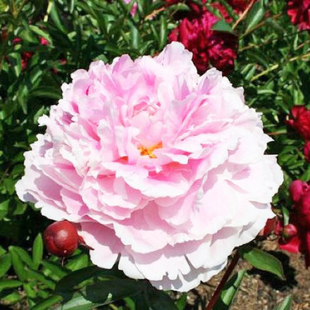 Пион Жермейн Бигот С5