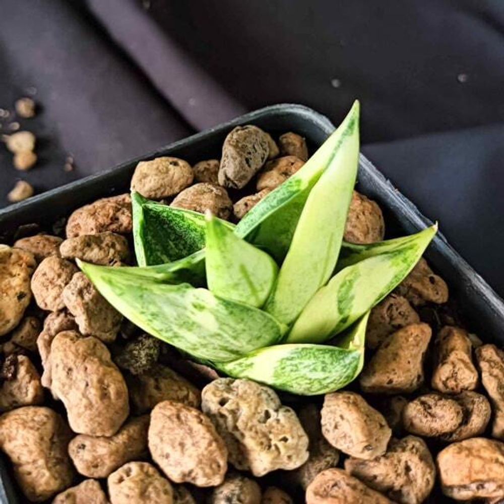 Сансевиерия BONCEL MINI VAR