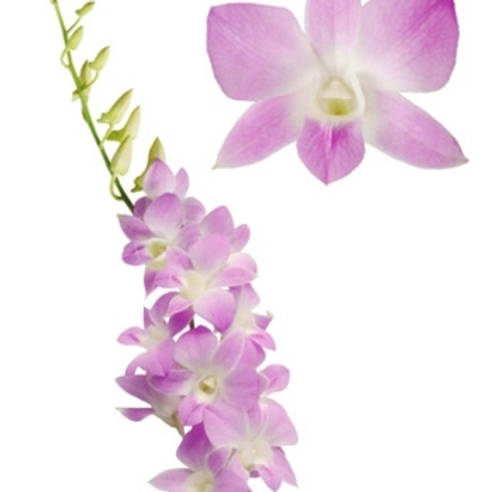 Дендробиум