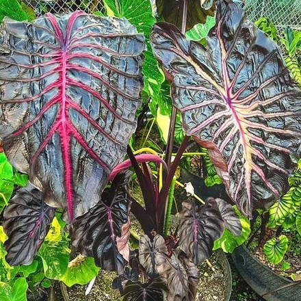 Колоказия ODIN