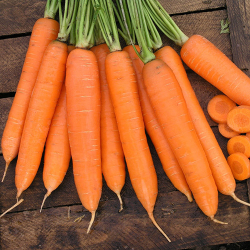 Семена моркови Сиркана F1, Nunhems, 0,5 гр.