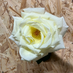 Норма Джин — букет невероятных белых ароматных роз