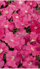 Петуния CELEBRITY PINK (Драже)