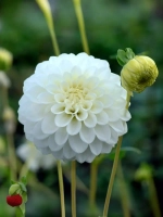 Георгин помпонный Петраc Веддинг