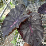 Колоказия PURPLE STAR