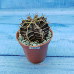 Gymnocalycium Friedrichii (Гимнокалициум)